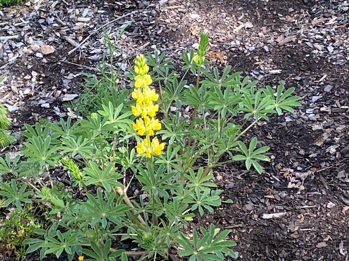 What are the strongest scented flowers in your yard? (meaningless drivel forum at permies)