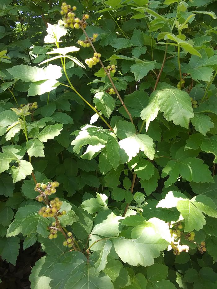 [Thumbnail for 20210512_144104.jpg]