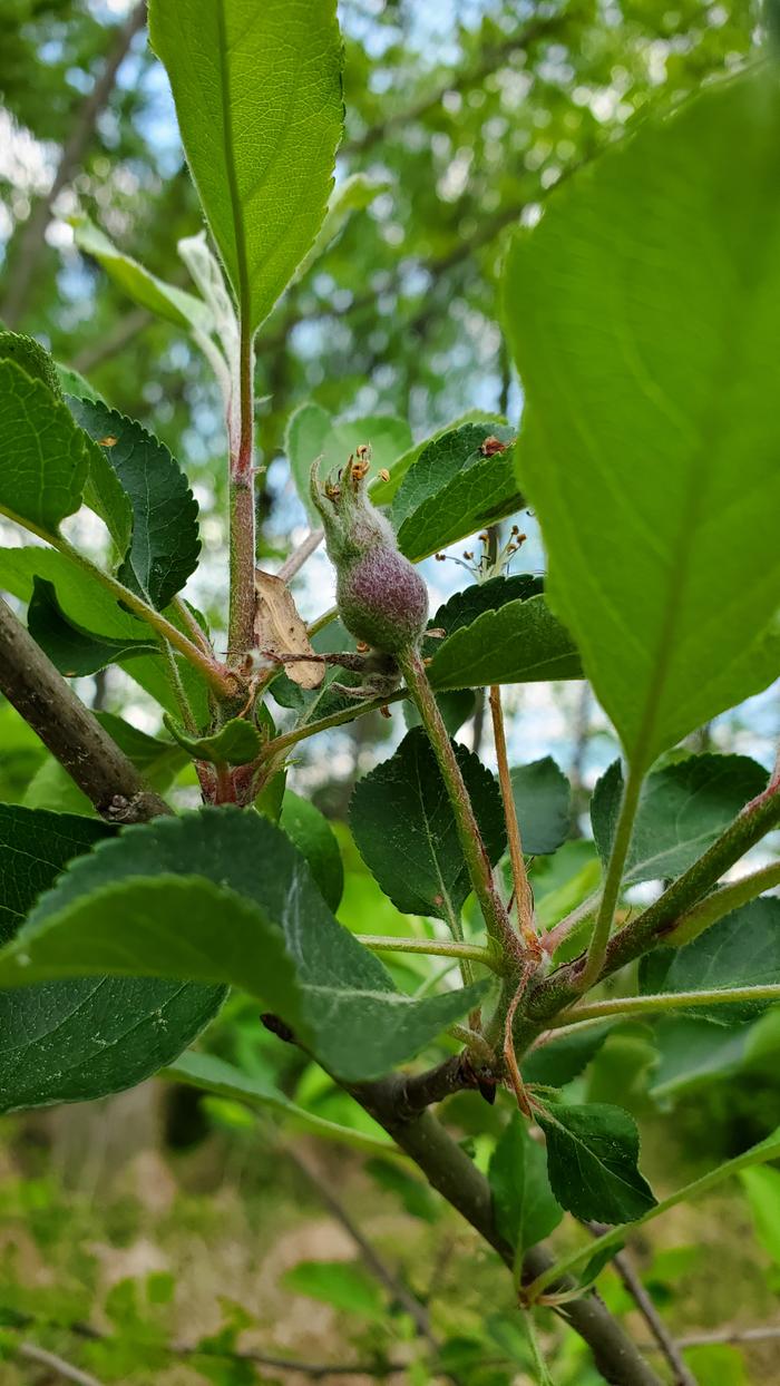 Small apples forming