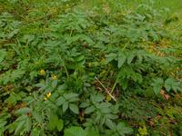 wild angelica