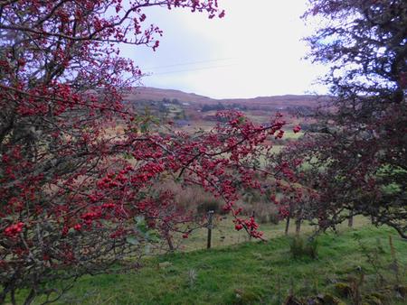 Crataegus monogyna medicinal fruit heart tonic