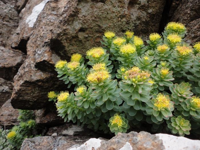 Rhodiola-rosea-flowers-close-view