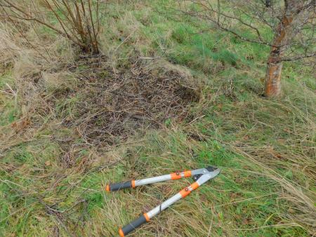 mulching-clearing-grass-with-twigs-prunings