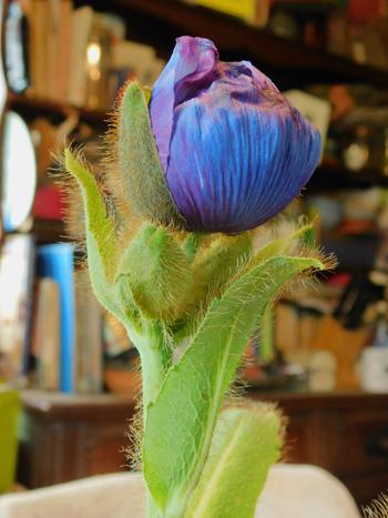 Blue-himalayan-poppy-bud-cut-flower