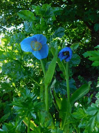 Blue-himalayan-poppy-flower-Skye