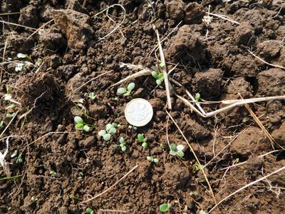 compost effect on seedling growth