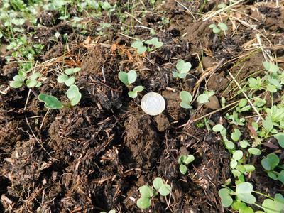 compost effect on seedling growth