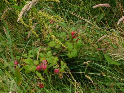 raspberries going feral ripe fruit