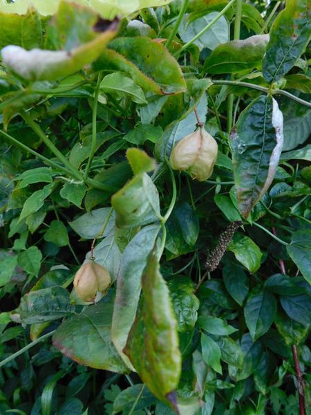 bladdernut fruit Staphylea pinnata