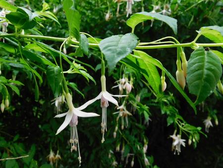 pale pink flower Fuchsia ballerina bush