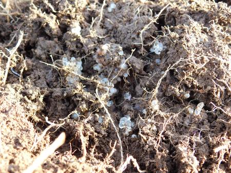 slug eggs and soil improved by roots