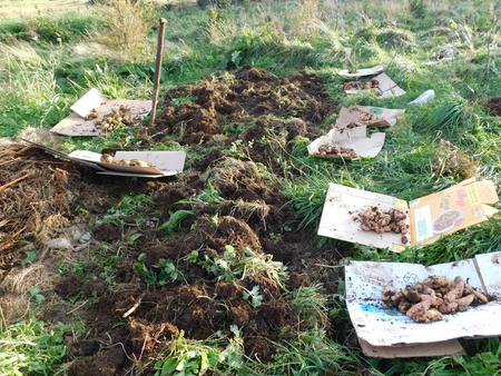 potato harvest digging Tattie holiday Skye