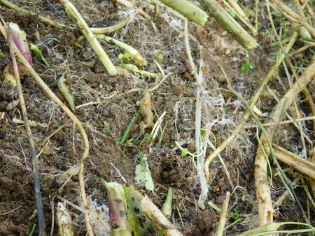 Roots at surface under green manure