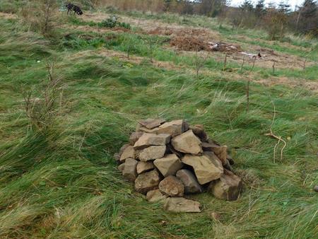 stoat habitat encouraging pretators