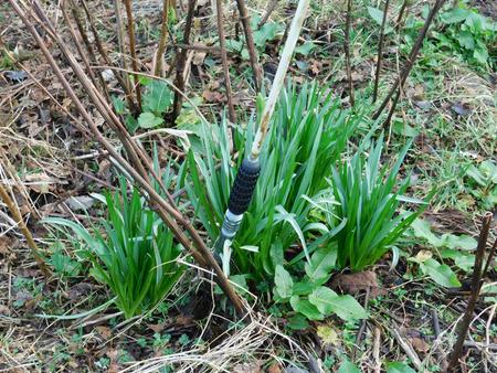 Camassia Leichtilinii sprouting in the garden in spring