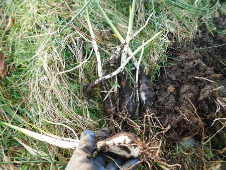 Digging Camassia Quamash bulb multiplication