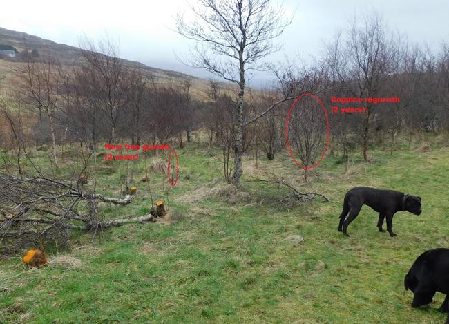coppice alder regrowth comparison
