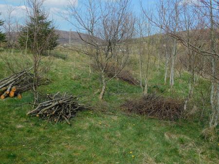tree coppice alder