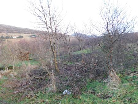 coppicing in progress