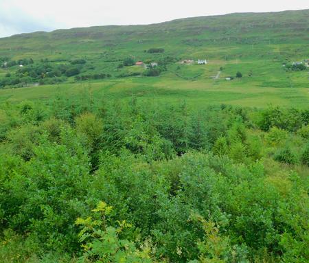 planting trees on Skye