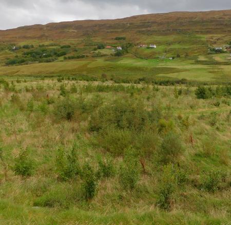 planting trees on Skye