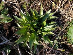 perennial vegetables