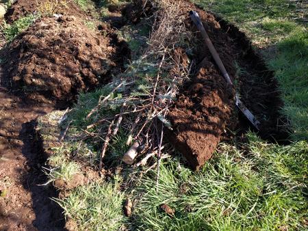 planting blueberries hugelculture