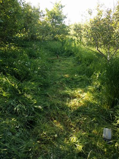 newly cut path through long lush grass