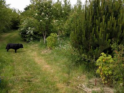 permaculture technique edge effect