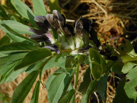 fava bean flower variation