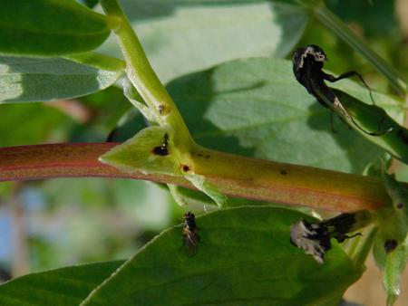 extrafloral nectaries fava beans