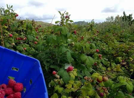 growing raspberries on Skye ripe fruit