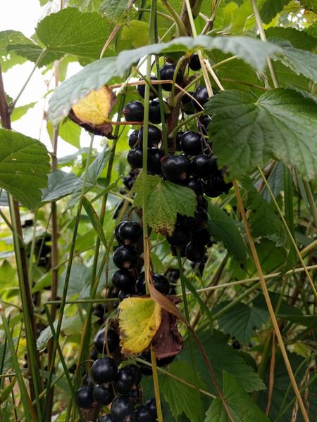 growing blackcurrants on Skye ripe fruit Ben Sarek