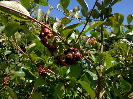 growing chokeberries on Skye Aronia melanocarpa