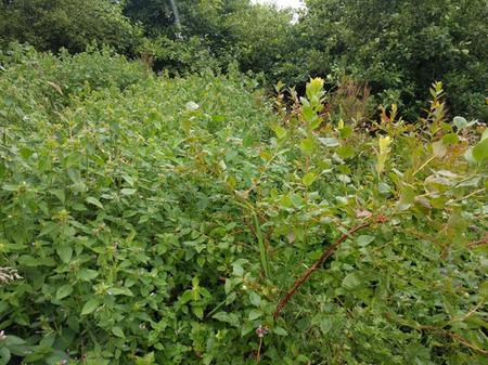 growing blueberries on Skye bird protection