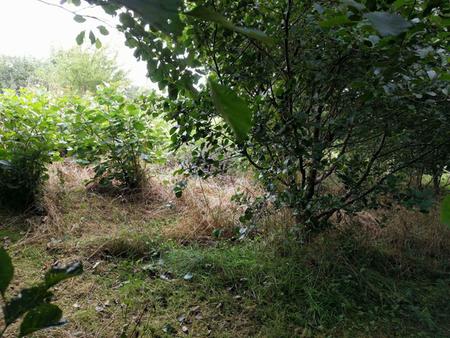 coppice wood renewable fuel heat
