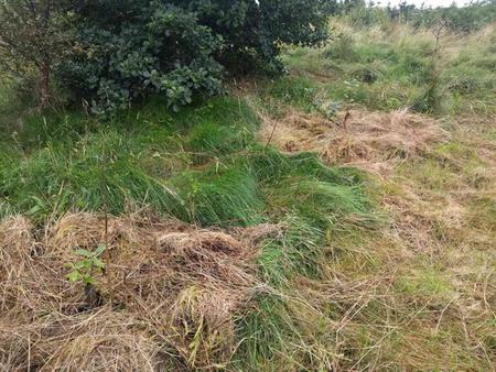 establishing trees in turf Isle of Skye
