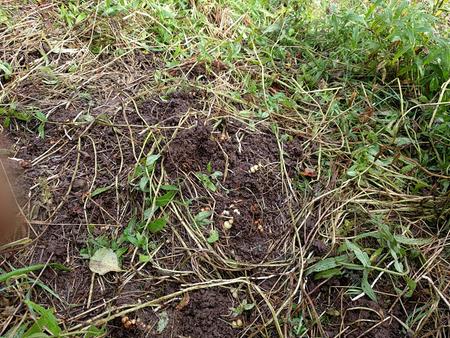 foraging neolithic food scotland