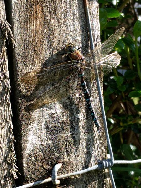 Scottish midge control natural predators dragonflies