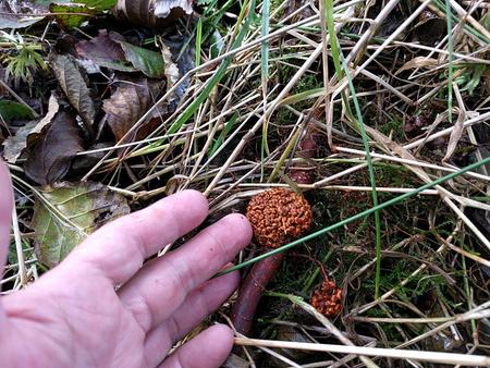 nitrogen fixing tree root nodule alnus glutinosa