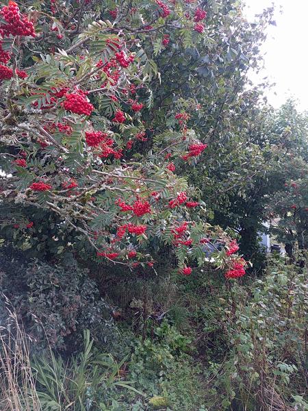 rowan berry jelly taste