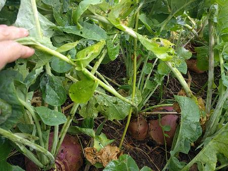rutabaga seed selection root vegetable