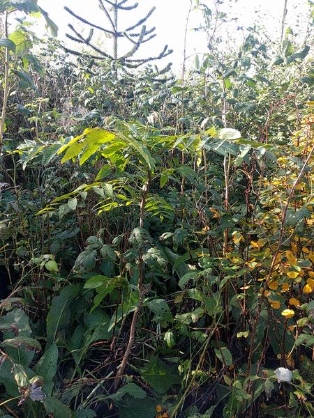 transplanting toona sinensis beef and onion plant Scotland