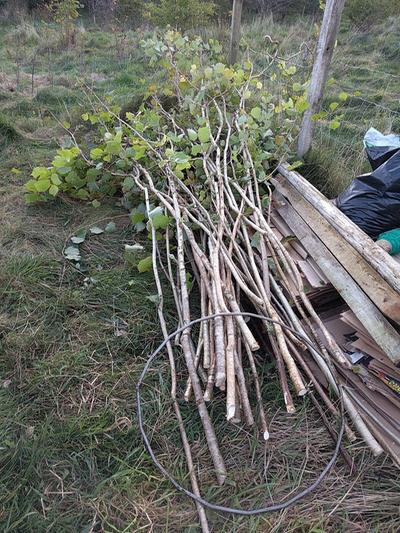 coppice wood use hazel