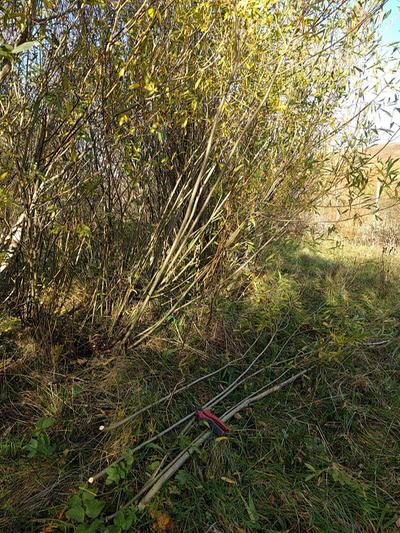 willow coppice weaving