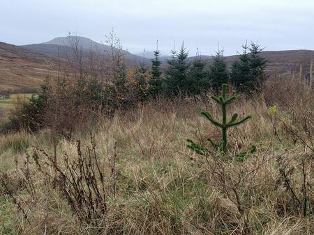 auracana monkey puzzle time to harvest