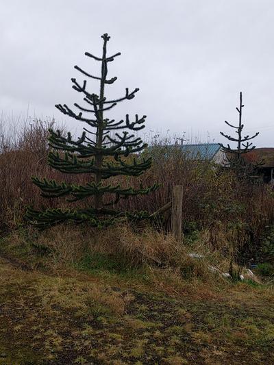 auracana monkey puzzle young tree