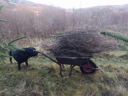 wheelbarrows can be piiled high with lightweight garden waste