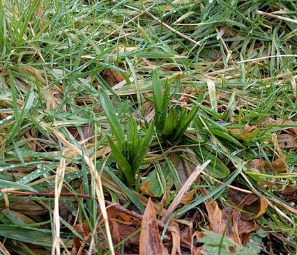 quamash ancient food crop