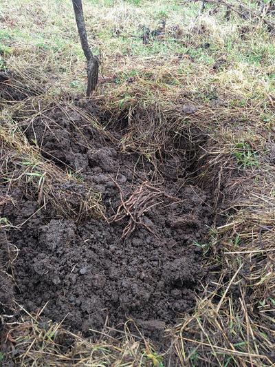 silverweed foraging ancient food crop